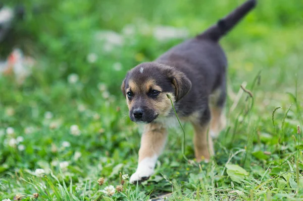 Puppy 2 months running — Stock Photo, Image