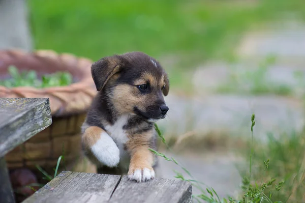 Puppy 2 months — Stock Photo, Image