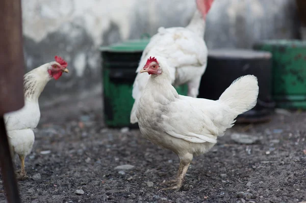 Frango em uma fazenda — Fotografia de Stock