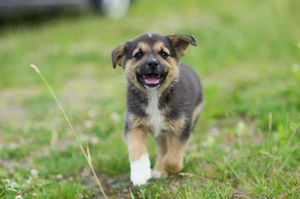 Puppy 2 months running — Stock Photo, Image