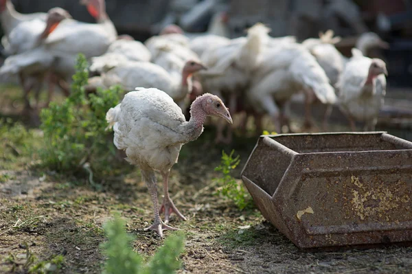 Jonge kalkoenen op een boerderij — Stockfoto