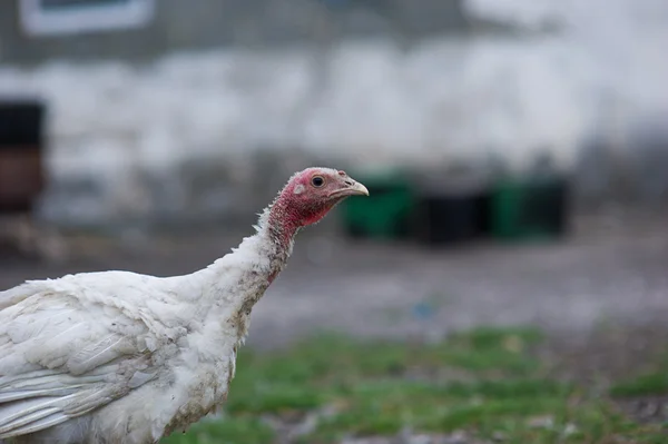 Pavo joven en una granja —  Fotos de Stock