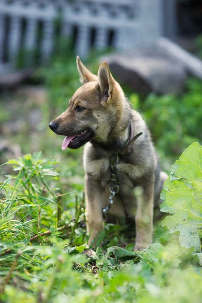 Young happy puppy — Stock Photo, Image