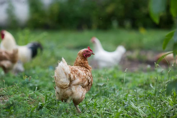 Frango em grama em uma fazenda — Fotografia de Stock