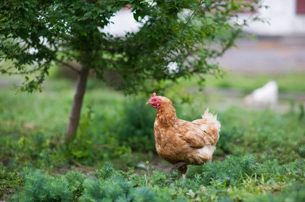 Frango em grama em uma fazenda — Fotografia de Stock