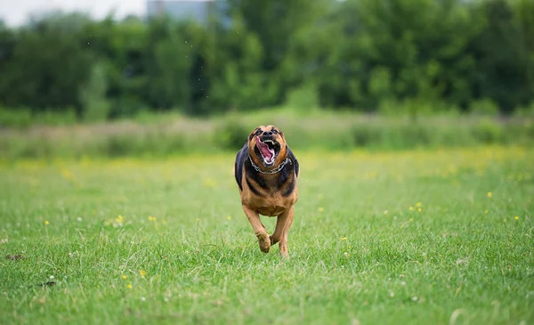 Τρέχει θυμωμένος σκύλος — Φωτογραφία Αρχείου
