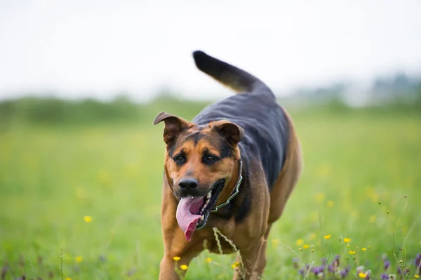 Chodící pes — Stock fotografie