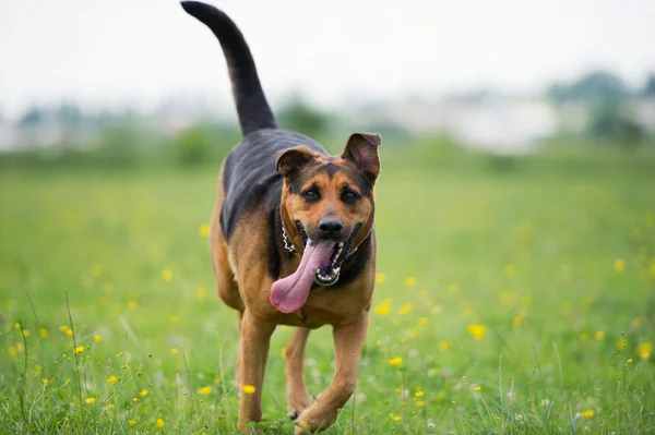 Cane in corsa — Foto Stock