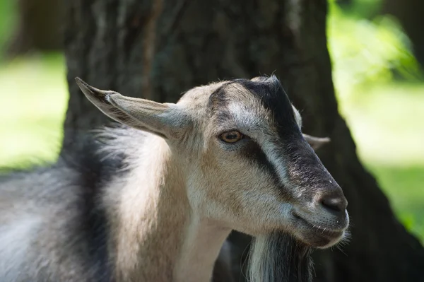 Goat outdoors — Stock Photo, Image