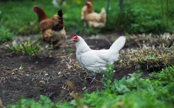 A fűben egy farmon csirke — Stock Fotó