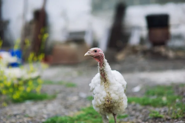 Unga Turkiet på en gård — Stockfoto