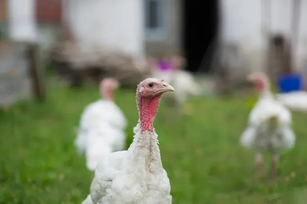 Pavo joven en una granja —  Fotos de Stock