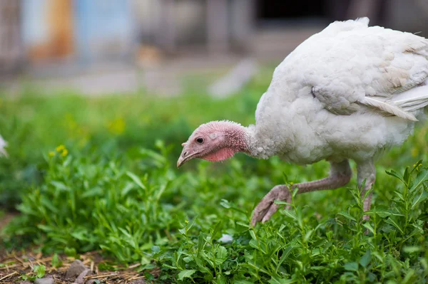 Jonge Turkije op een boerderij — Stockfoto