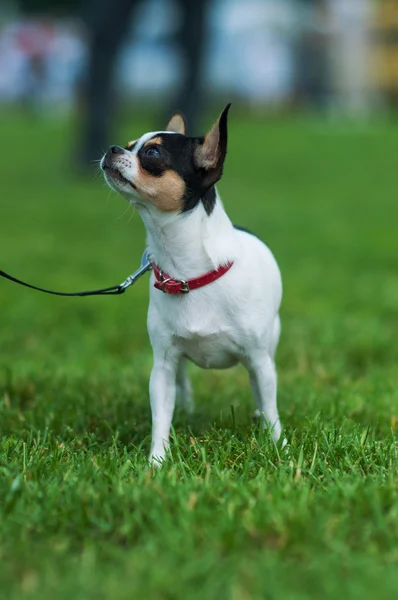 Hund utomhus — Stockfoto