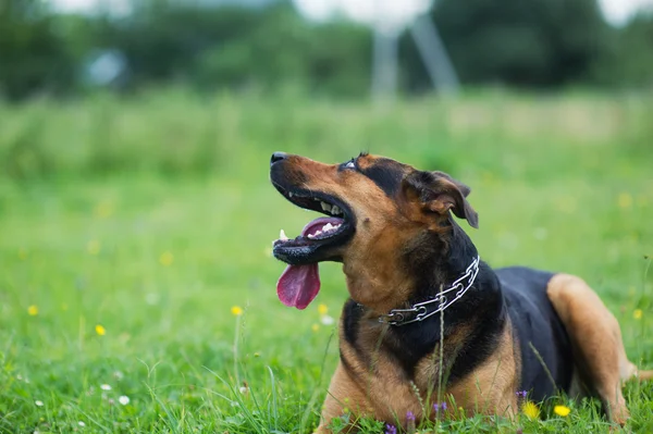 Cão feliz — Fotografia de Stock