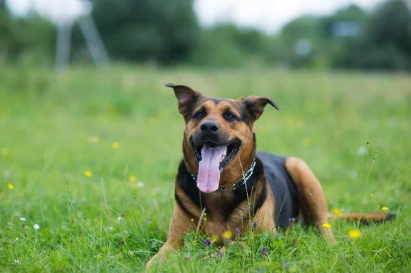 Счастливая собака — стоковое фото