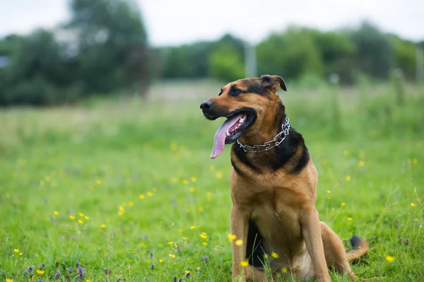 Dog outdoors — Stock Photo, Image