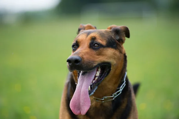 Dog outdoors — Stock Photo, Image