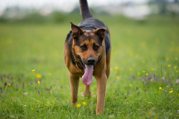 Yürüyen Köpek — Stok fotoğraf