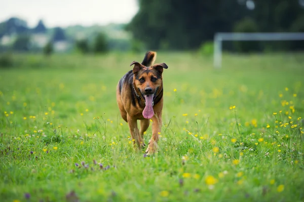 Гуляющая собака — стоковое фото
