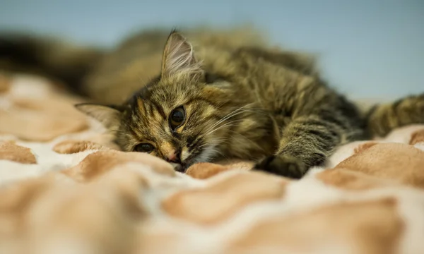 Gatto divertente — Foto Stock