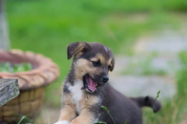 Jonge gelukkig pup — Stockfoto