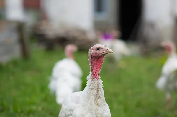 Jonge Turkije op een boerderij — Stockfoto