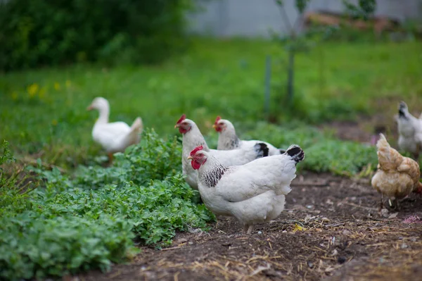 Frango em grama em uma fazenda — Fotografia de Stock