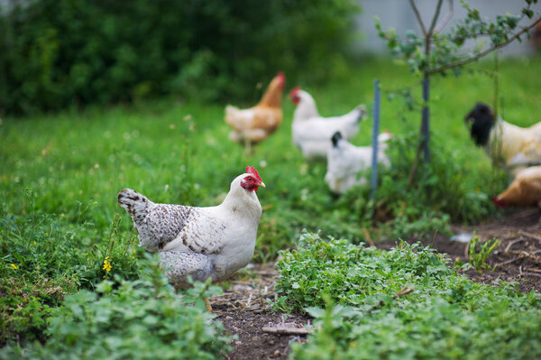 chicken in grass on a farm