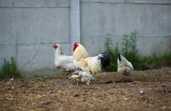 Frango em grama em uma fazenda — Fotografia de Stock