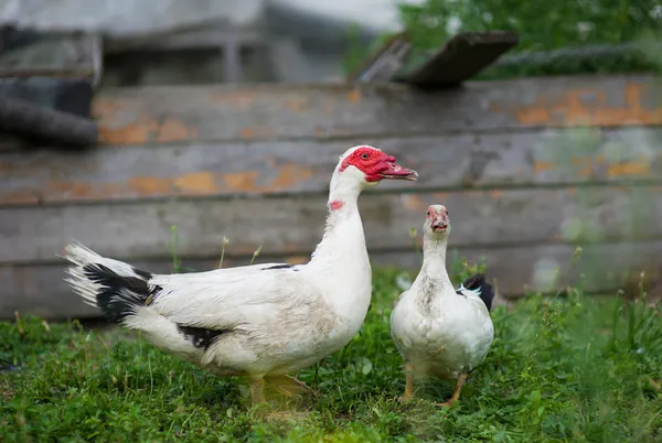 Patos Moscovo — Fotografia de Stock