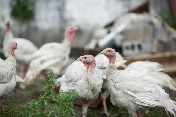 Jonge kalkoenen op een boerderij — Stockfoto