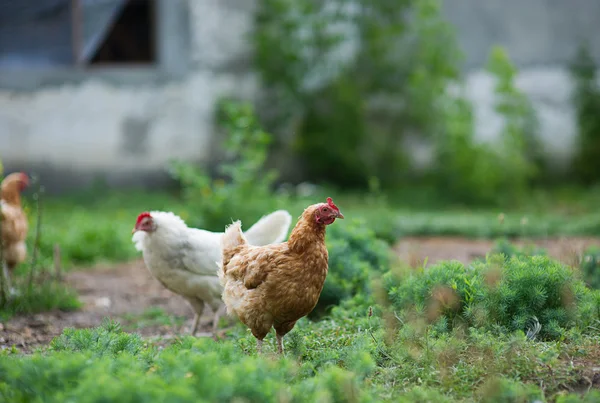 Frango em grama em uma fazenda — Fotografia de Stock