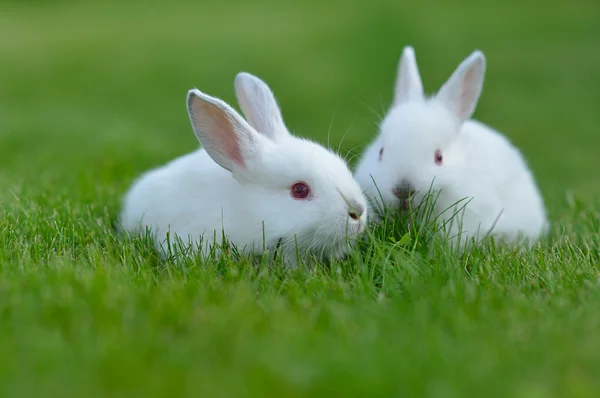 Bébé lapins blancs dans l'herbe — Photo