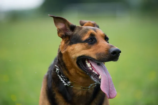 Dog outdoors — Stock Photo, Image