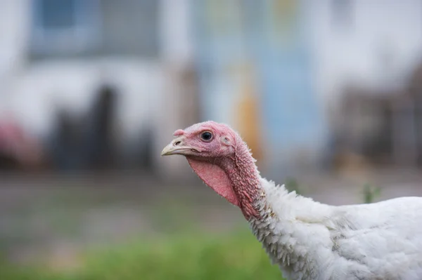 Young turkey on a farm — Stock Photo, Image