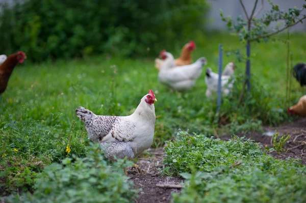 Frango em grama em uma fazenda — Fotografia de Stock