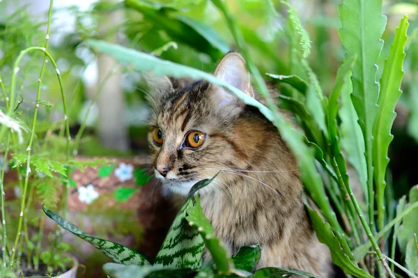 Lustige Katze — Stockfoto