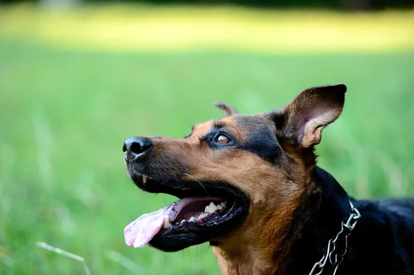 Szczęśliwy pies — Zdjęcie stockowe