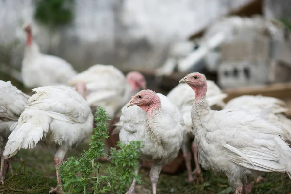 Young turkeys on a farm — Stock Photo, Image