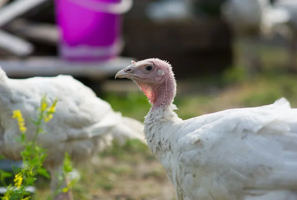 Jonge kalkoenen op een boerderij — Stockfoto