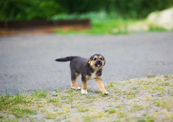 Valp 2 månader — Stockfoto