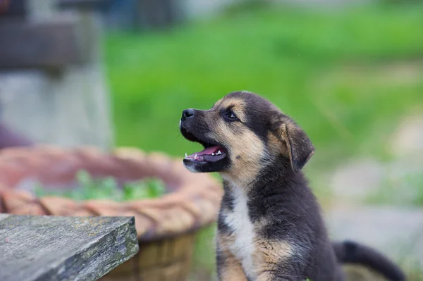 Cachorro 2 meses — Foto de Stock