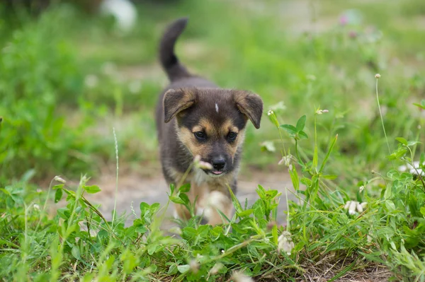 Puppy 2 months — Stock Photo, Image