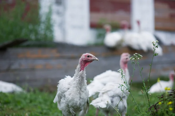 Jonge kalkoenen op een boerderij — Stockfoto