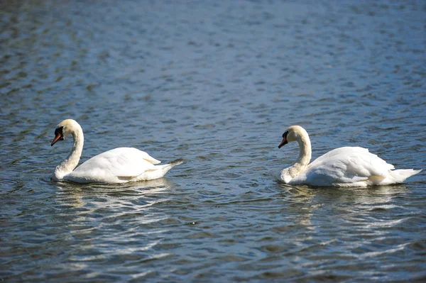 Beautiful young swans in lake — Stock Photo, Image