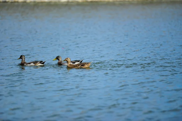 Canards sauvages — Photo