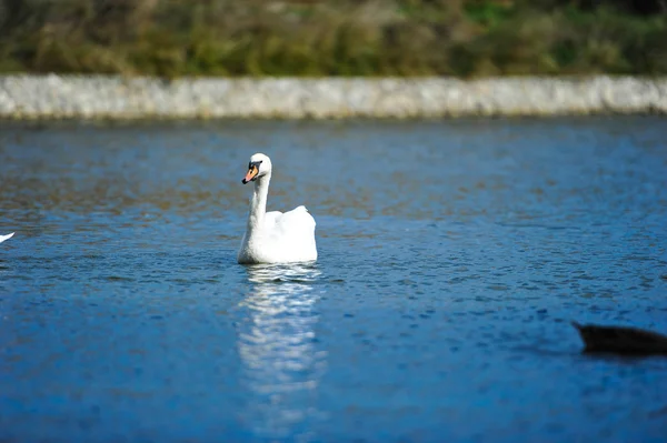 Krásná mladá labuť v jezeře — Stock fotografie