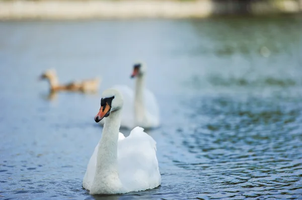 Belos cisnes jovens no lago — Fotografia de Stock