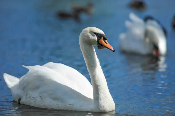 Mooie jonge zwanen in lake — Stockfoto